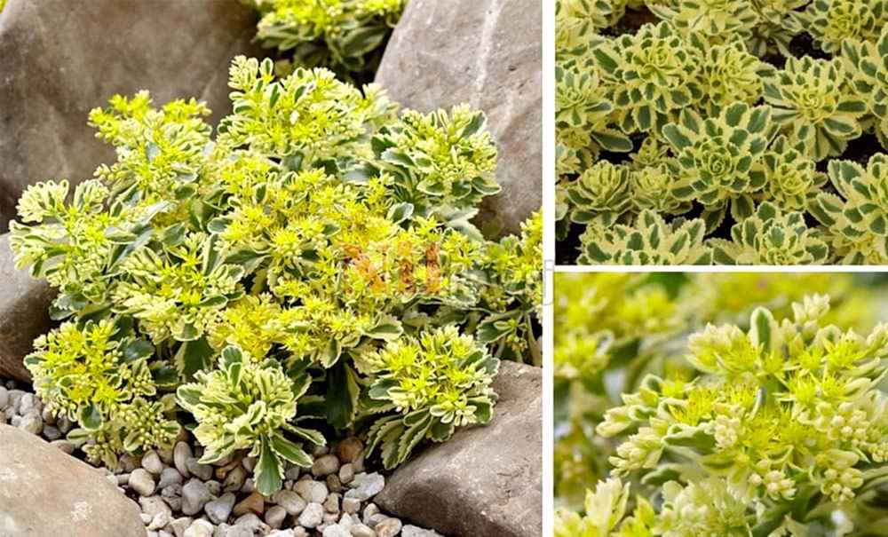 Sedum takesimense