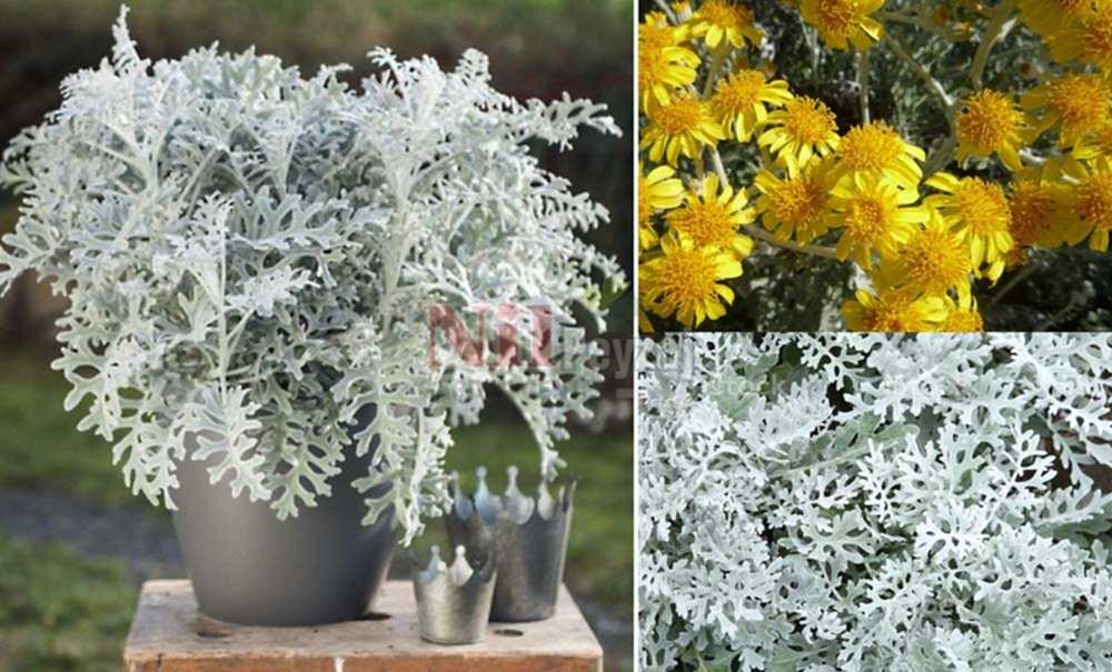 Senecio bicolor/Bahçe Külü