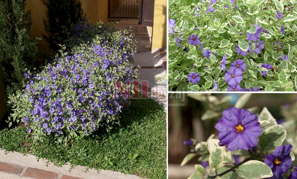 Solanum rantonnetii variegata/Alacalı Maviş