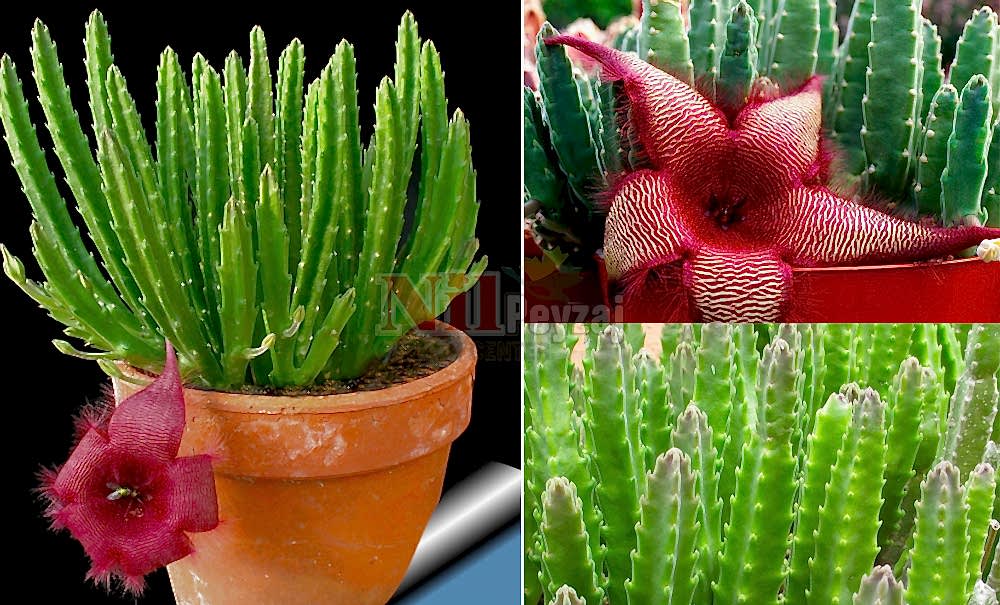 Stapelia sp./Leş Kaktüs