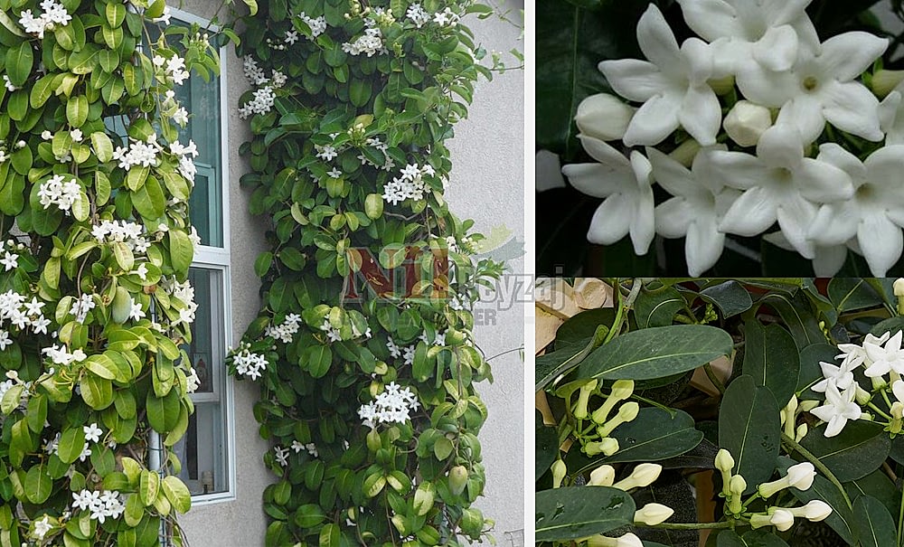 Stephanotis floribunda/Madagaskar Yasemini