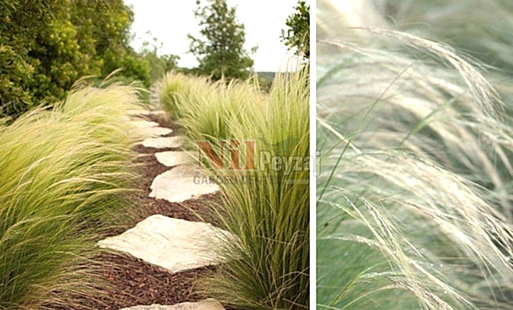 Stipa tenuissima/Stipa