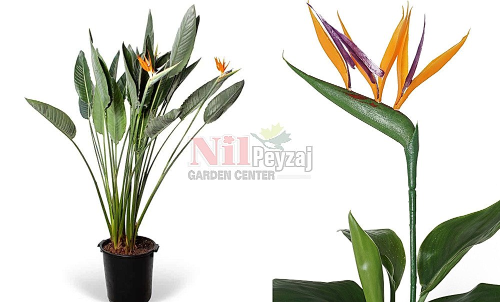 Strelitzia reginae/Cennet Kuşu Çiçeği