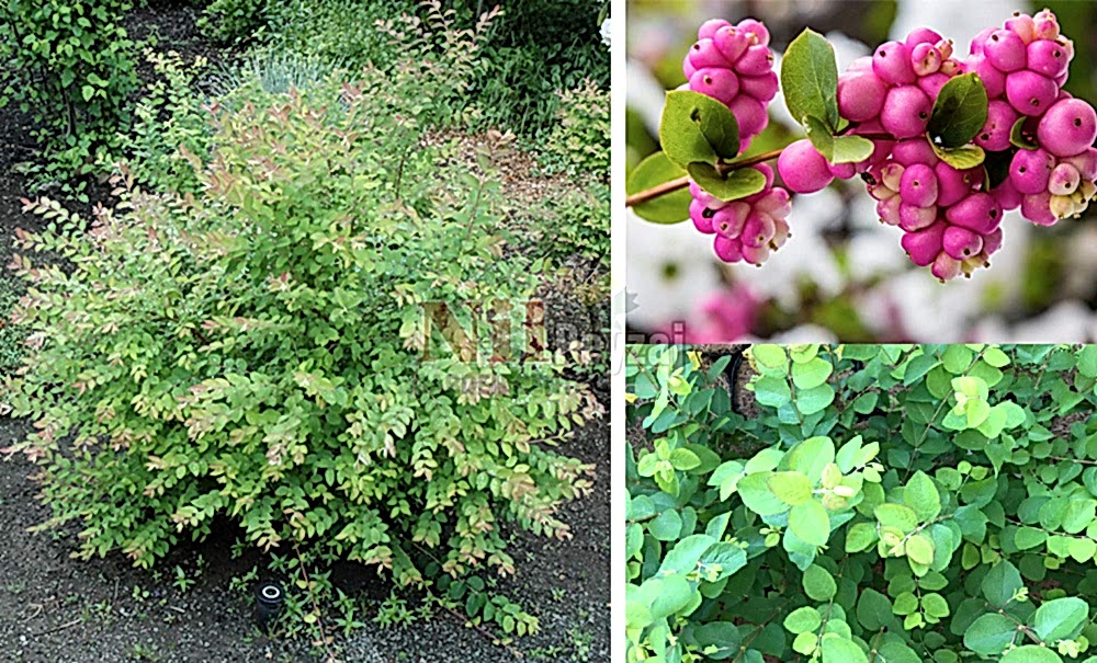 Symphoricarpos arbiculatus/Mercan Dut