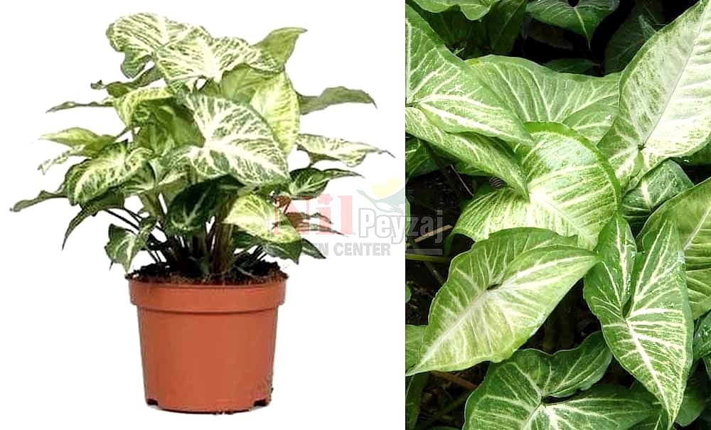 Syngonium podophyllum/Patos Sarmaşığı