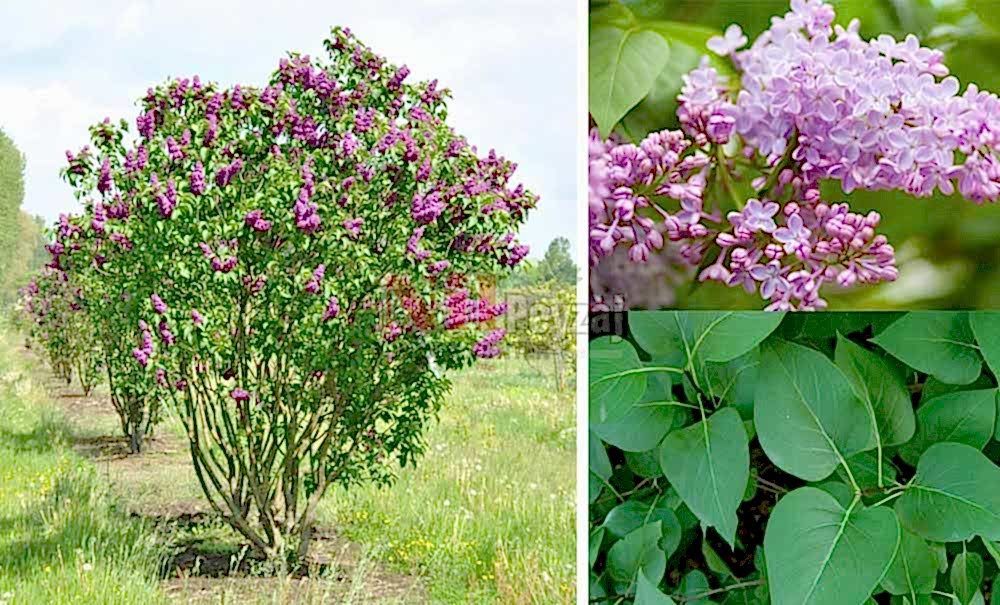 Syringa vulgaris/Leylak