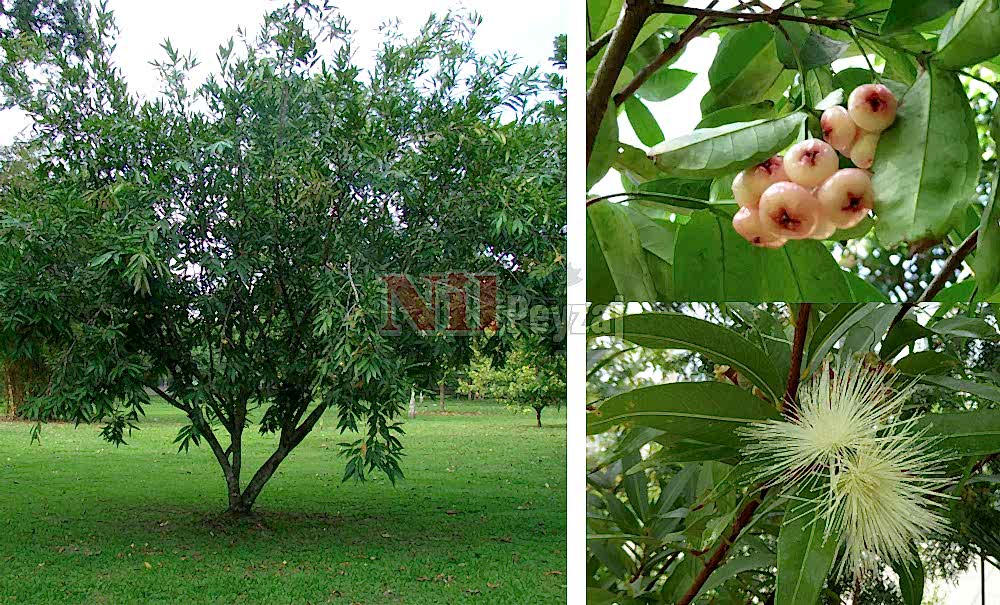 Syzygium jambos/Gül Elması