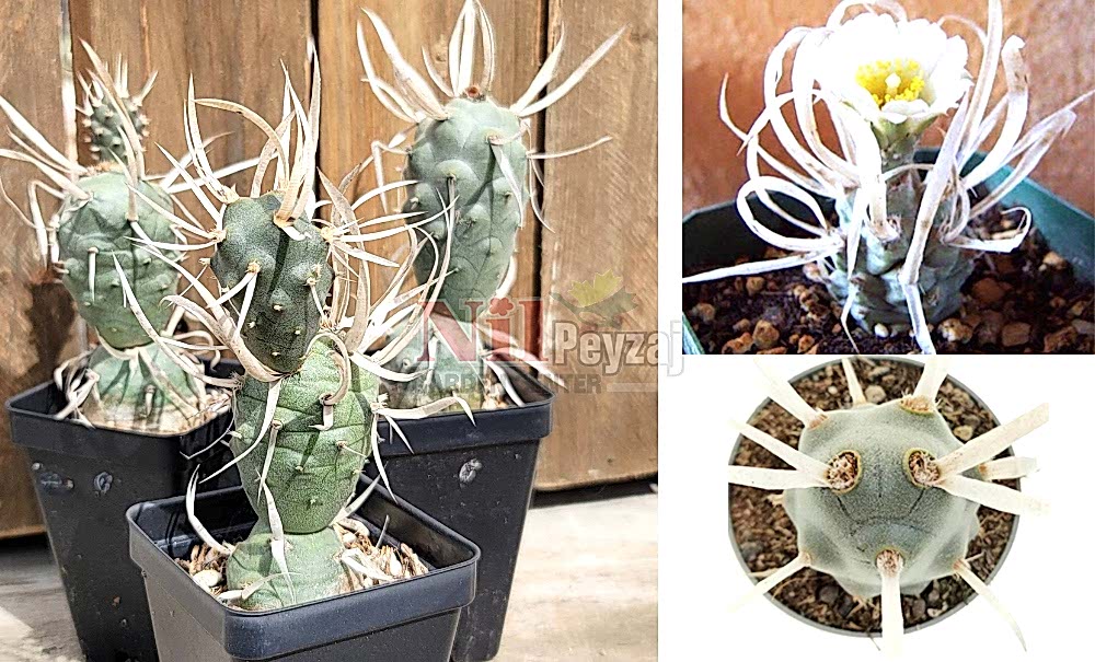 Tephrocactus articulatus/Kağıt Kaktüsü