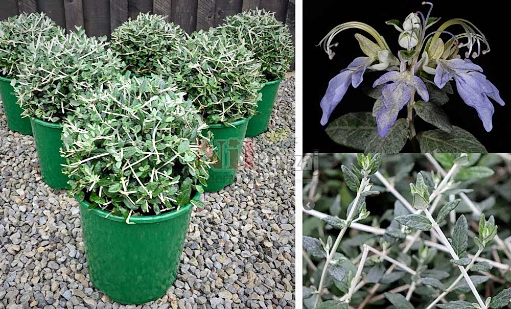 Teucrium fruticans/Zeytin Çalısı