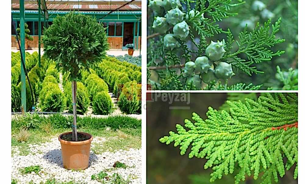 Thuja orientalis/Doğu Mazısı TİJLİ