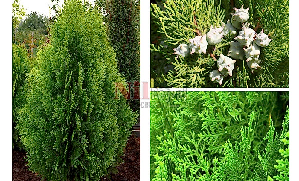 Thuja orientalis/Doğu Mazısı