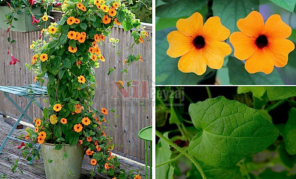 Thunbergia alata/Siyah Gözlü Suzan