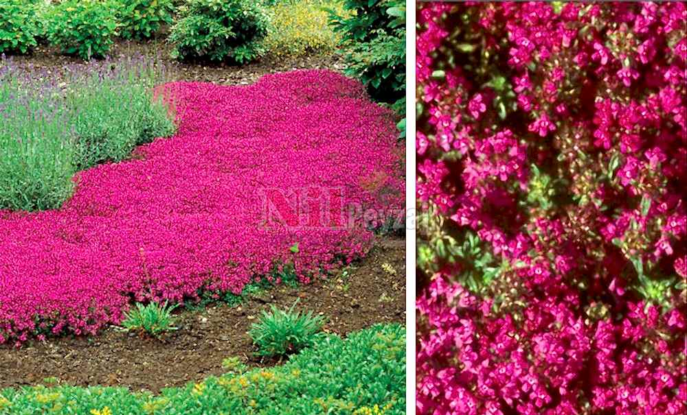 Thymus praecox-creeping red/Kekik yayılıcı