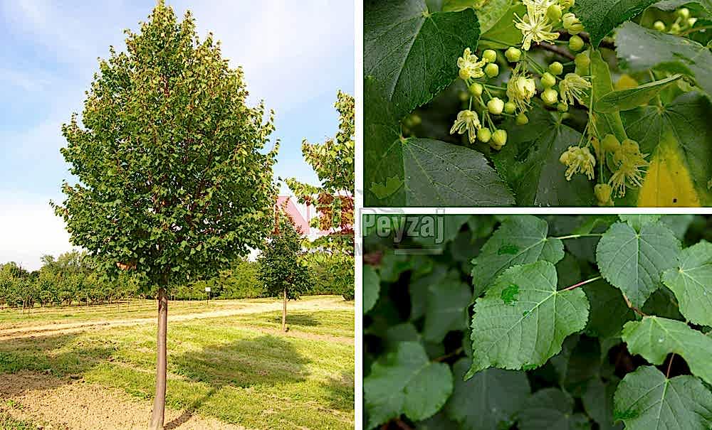 Tilia cordata/Ihlamur