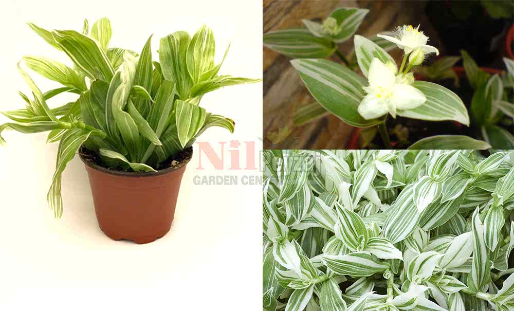 Tradescantia albifolia/Beyaz Telgraf Çiçeği