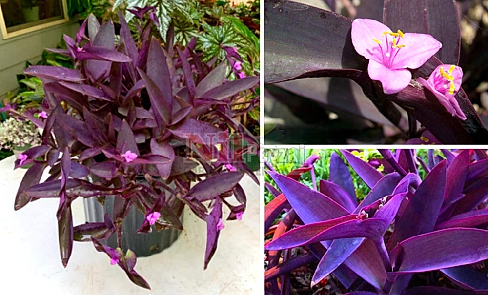 Tradescantia pallide/Telgraf Çiçeği