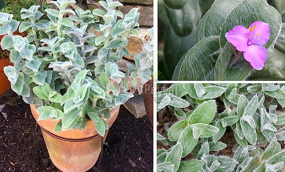 Tradescantia sillamontana/Tüylü Telgraf Çiçeği