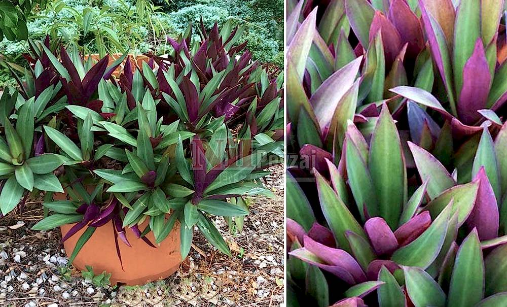 Tradescantia spathacea/Top Telgraf Çiçeği