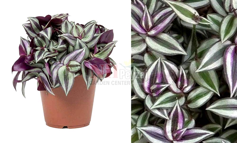 Tradescantia zebrina/Çizgili Telgraf Çiçeği