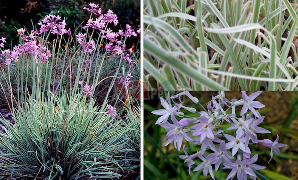 Tulbaghia violacea variegata/Alacalı Sosyete Sarımsağı