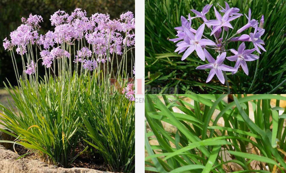 Tulbaghia violacea/Sosyete Sarımsağı