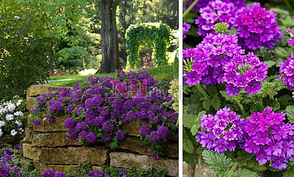 Verbena x peruviana/Verbana