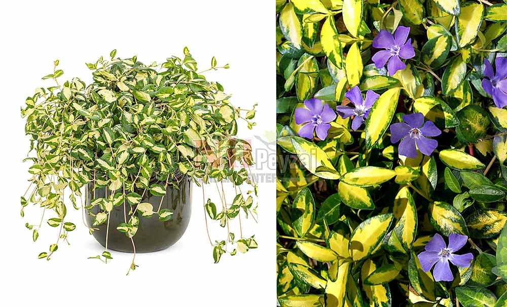 Vinca minor variegata/Alacalı Cezayir Menekşesi