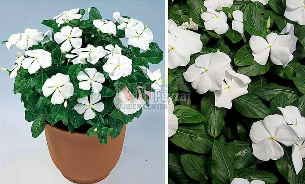 Vinca victory pure white