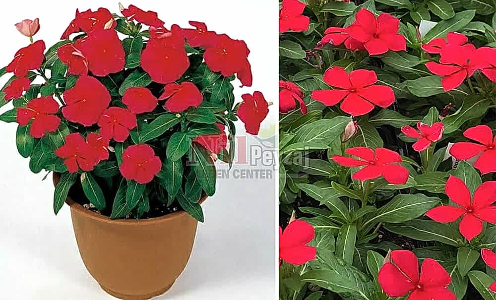 Vinca victory red