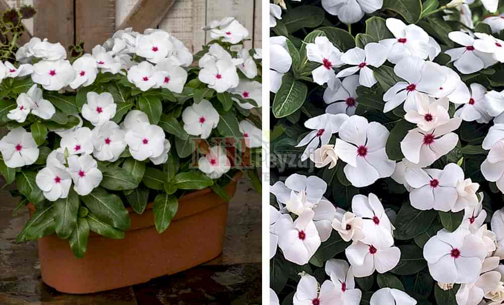 Vinca virtuosa