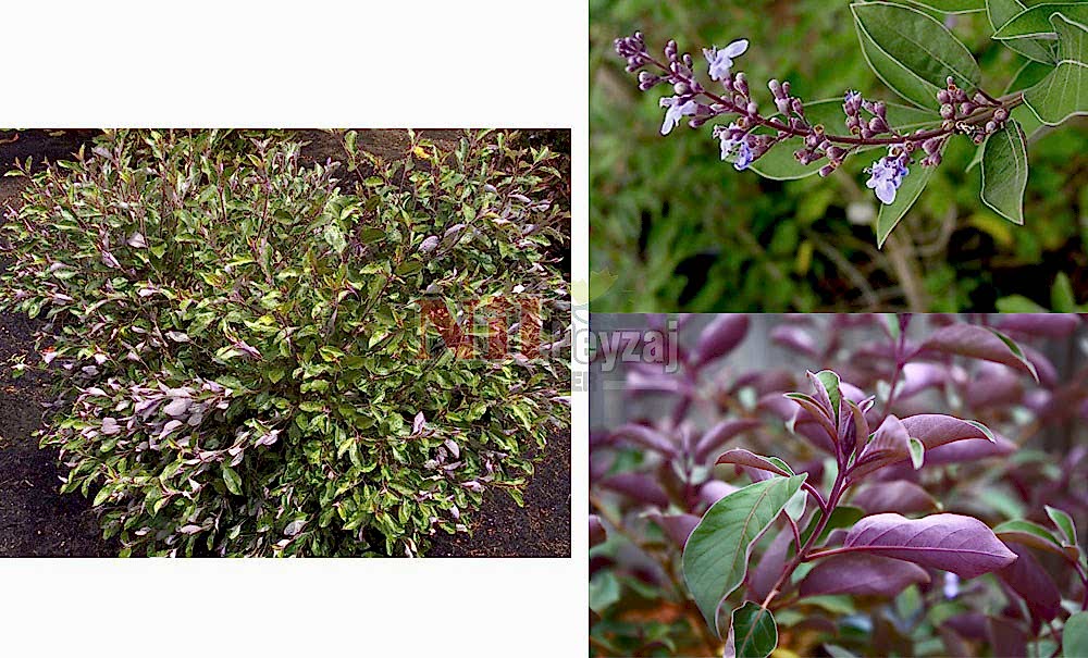 Vitex trifolia ‘Purpurea’/Mor Hayıt