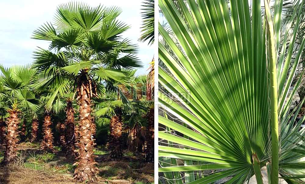 Washingtonia robusta/Vaşington Palmiye