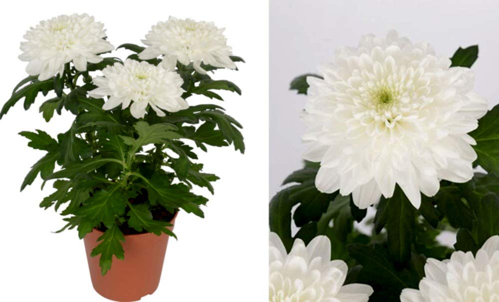 Chrysanthemum topf/Kasımpatı-White