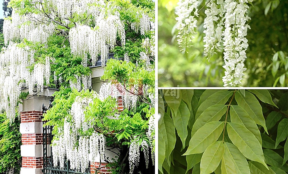 Wisteria sinensis ‘Alba’/Beyaz-Mor Salkım