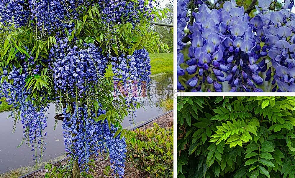 Wisteria sinensis ‘Blue’/Mavi-Mor Salkım