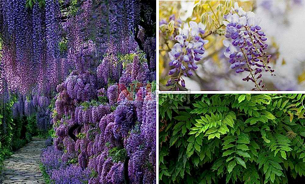 Wisteria sinensis/Mor Salkım