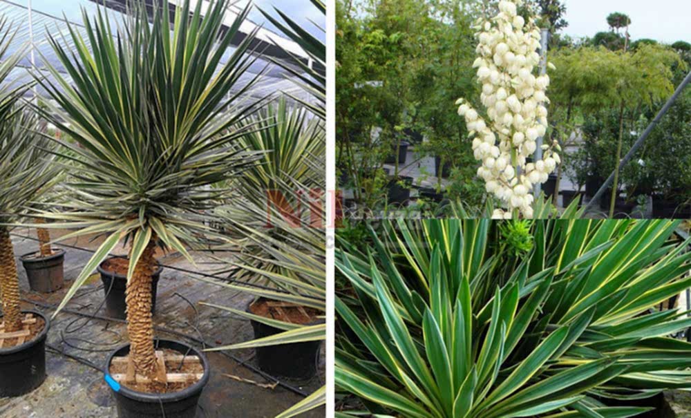 Yucca aloifolia variegata/Alacalı Avize Çiçeği