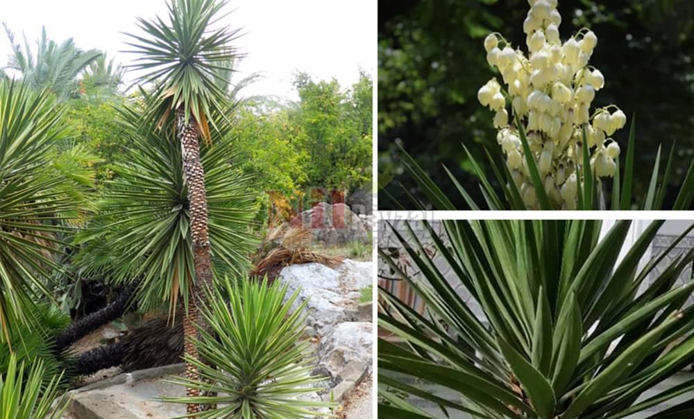 Yucca aloifolia/Sert Yapraklı Avize Çiçeği