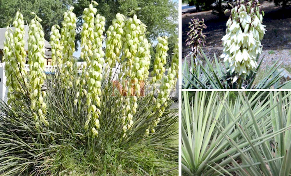 Yucca baccata/Banana yucca