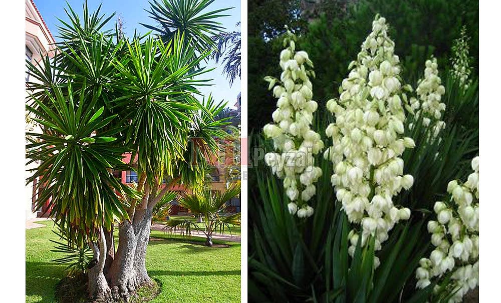 Yucca elephantipes/Fil Ayaklı Yukka