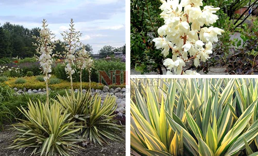 Yucca filamentosa ‘Color Guard’