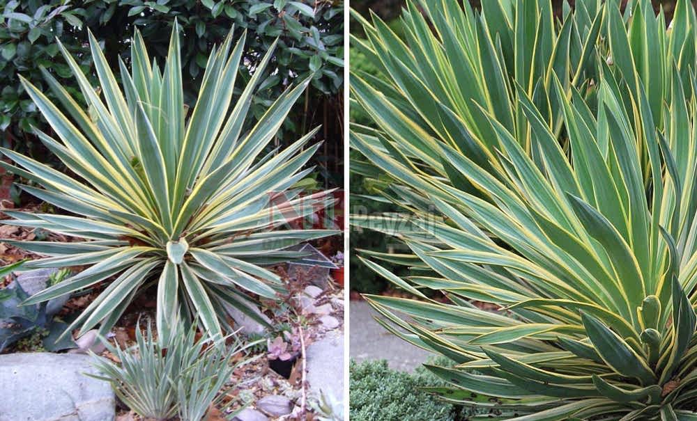 Yucca gloriosa variegata/Alacalı Avize Çiçeği