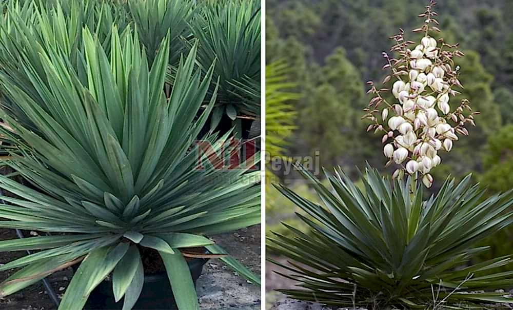 Yucca gloriosa/Avize Çiçeği