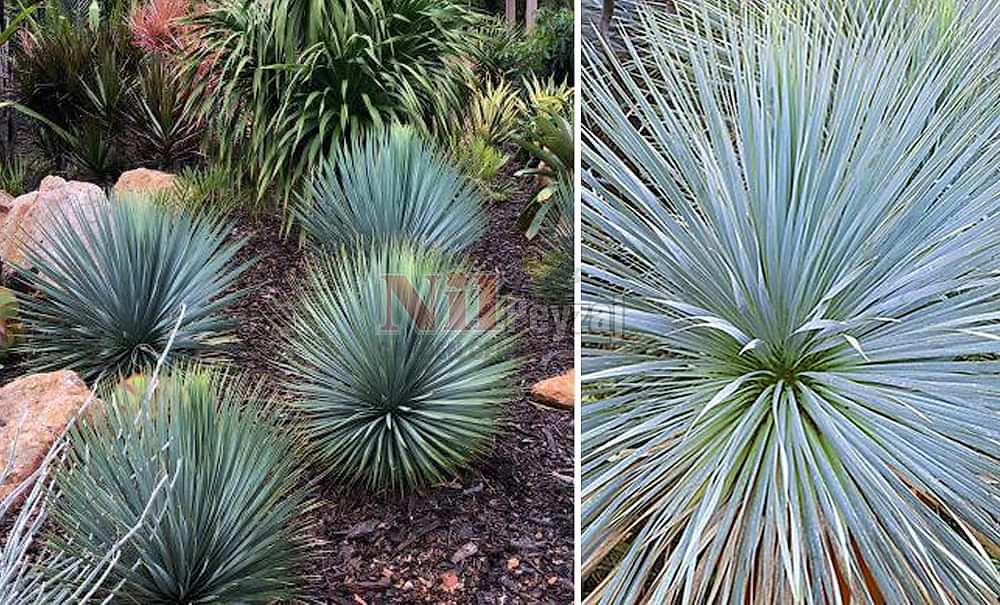 Yucca rostrata/Mavi Yukka