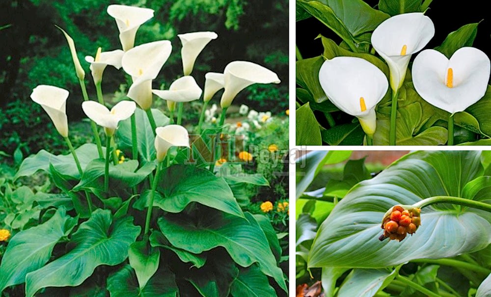 Zantedeschia aethiopica/Kala