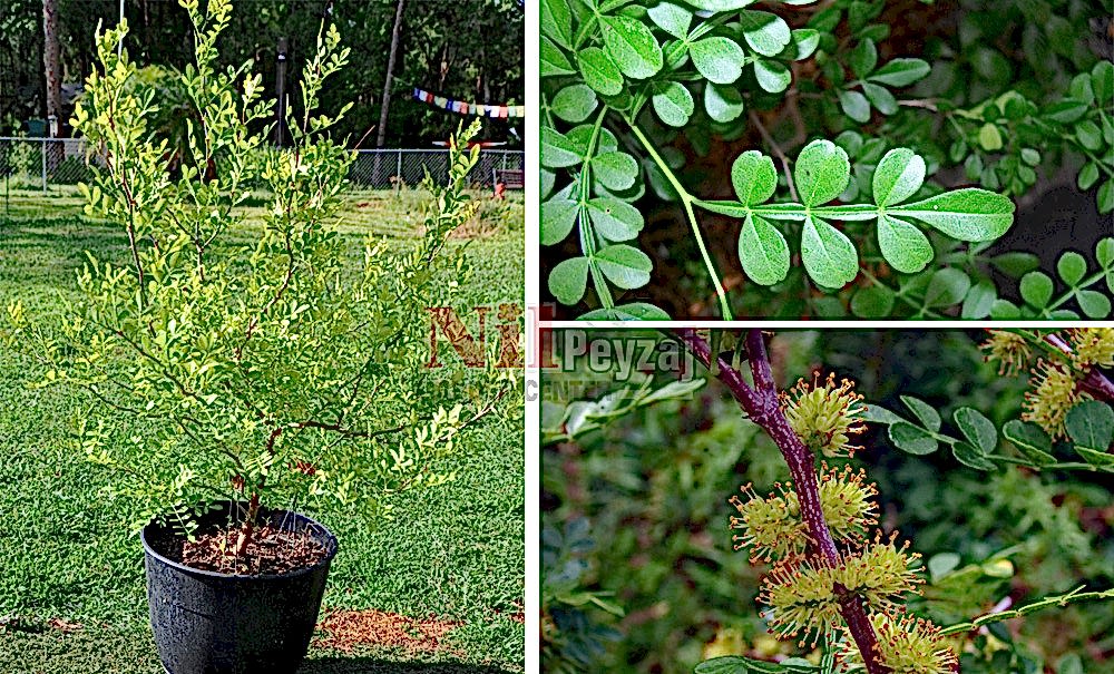 Zanthoxylum fagara/Çin Biberi