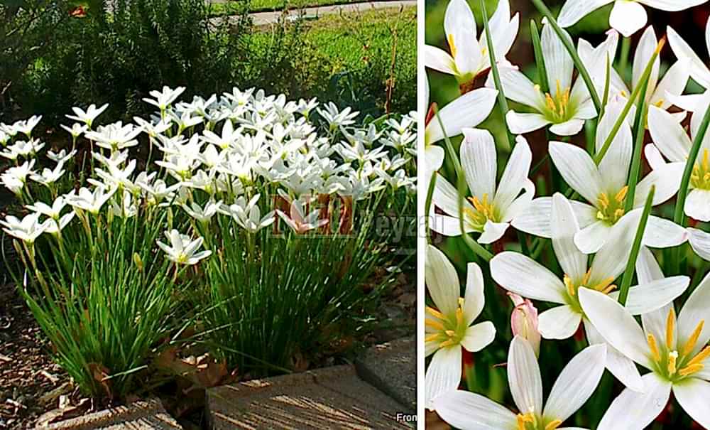 Zephyranthes candida/Beyaz Zıpçıktı