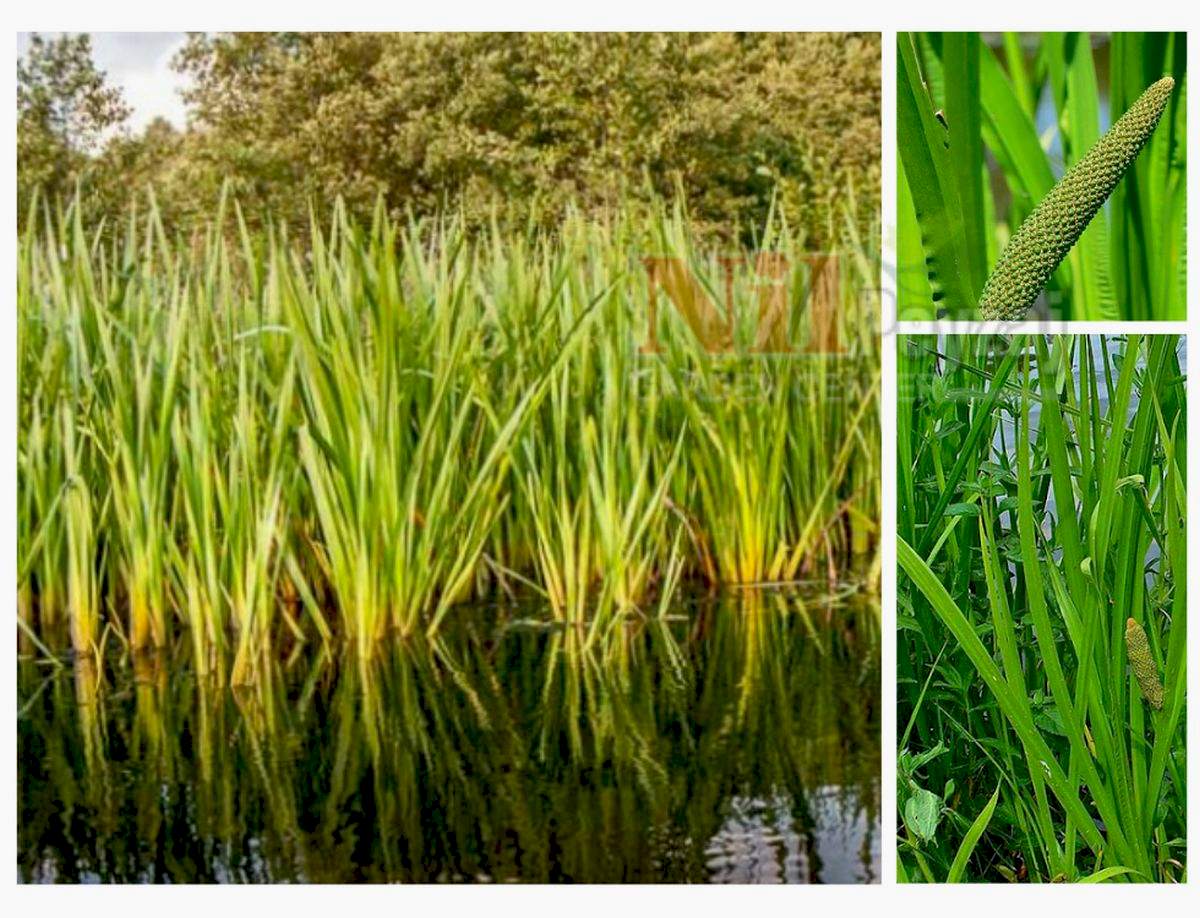 Acorus calamus