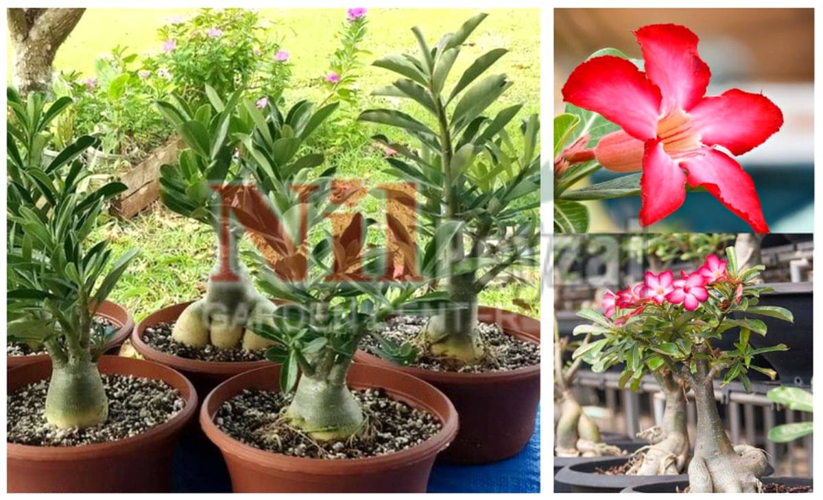 Adenium obesum