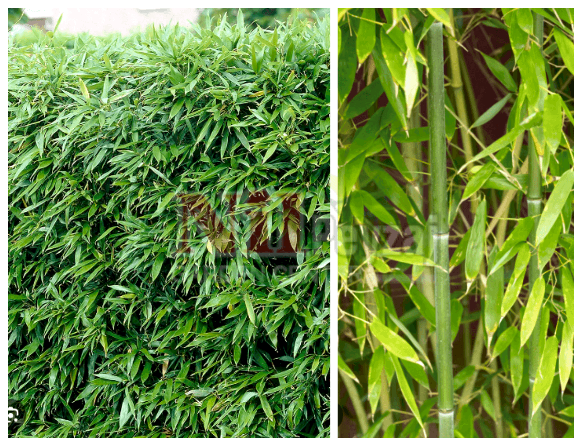 Phyllostachys bissetii